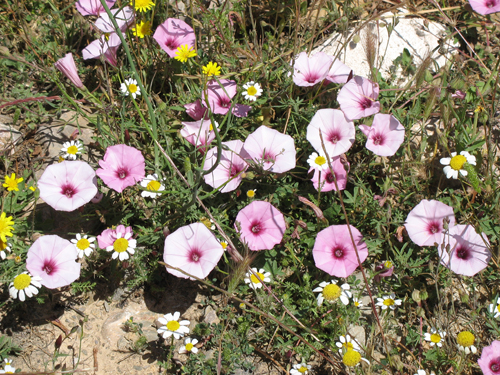 ACTIVITATS COSMOF&Iacute;SICA-FLORA